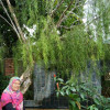 Background-Salix-Babylonica